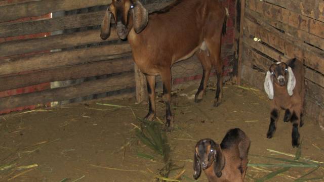 Finca en Yásica - Puerto Plata